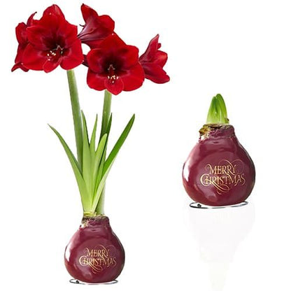 Wax Amaryllis Merry Christmas Bulb Amarylia