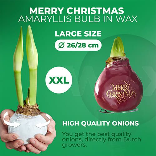 Wax Amaryllis Merry Christmas Bulb Amarylia