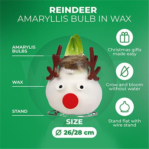 Wax Amaryllis Reindeer Bulb Amarylia