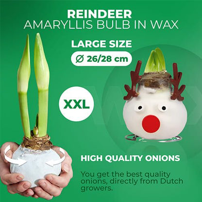 Wax Amaryllis Reindeer Bulb Amarylia