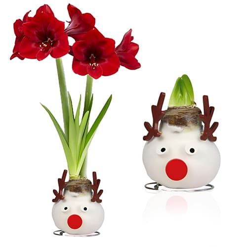 Wax Amaryllis Reindeer Bulb Amarylia