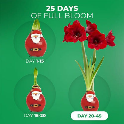 Wax Amaryllis Santa Claus Bulb Amarylia