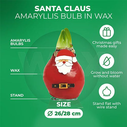 Wax Amaryllis Santa Claus Bulb Amarylia