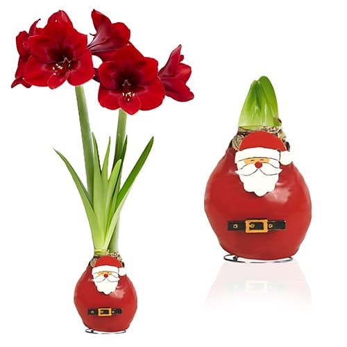 Wax Amaryllis Santa Claus Bulb Amarylia