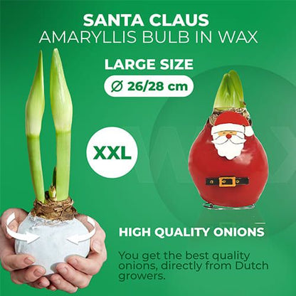 Wax Amaryllis Santa Claus Bulb Amarylia