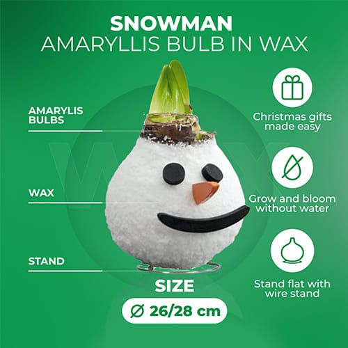 Wax Amaryllis Snowman Bulb Amarylia