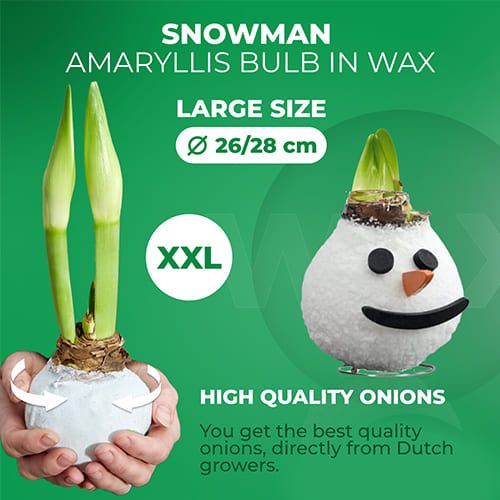 Wax Amaryllis Snowman Bulb Amarylia