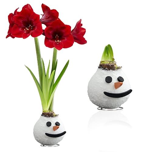 Wax Amaryllis Snowman Bulb Amarylia