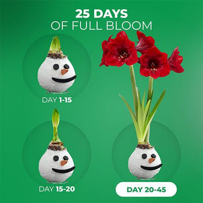 Wax Amaryllis Snowman Bulb Amarylia