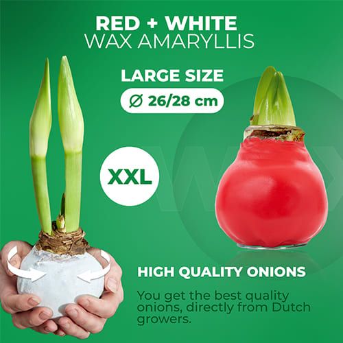 White/Red (2 Pieces) Wax Amaryllis Bulb in Wax Collection Amarylia