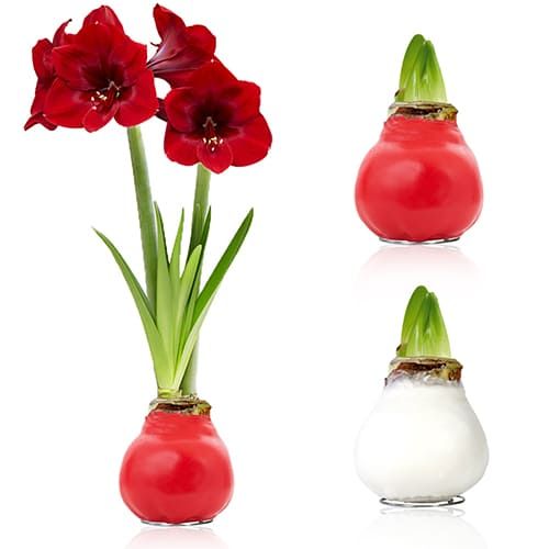 White/Red (2 Pieces) Wax Amaryllis Bulb in Wax Collection Amarylia