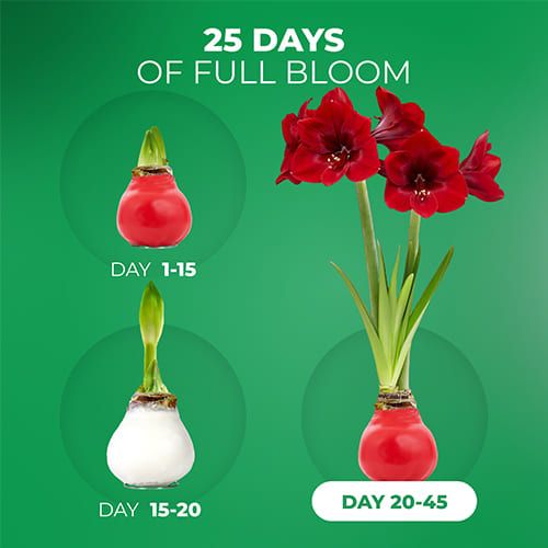 White/Red (2 Pieces) Wax Amaryllis Bulb in Wax Collection Amarylia