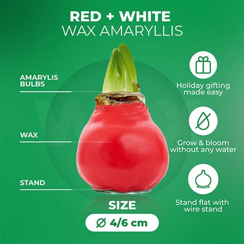 White/Red (2 Pieces) Wax Amaryllis Bulb in Wax Collection Amarylia