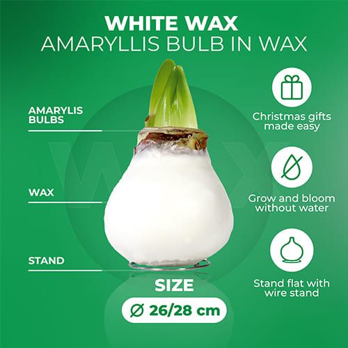 White Wax (2 pieces) Amaryllis Bulb in Wax collection Amarylia