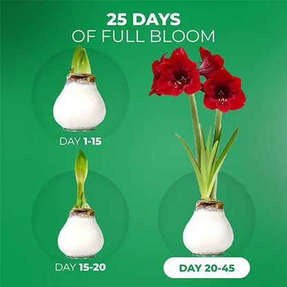 White Wax (2 pieces) Amaryllis Bulb in Wax collection Amarylia