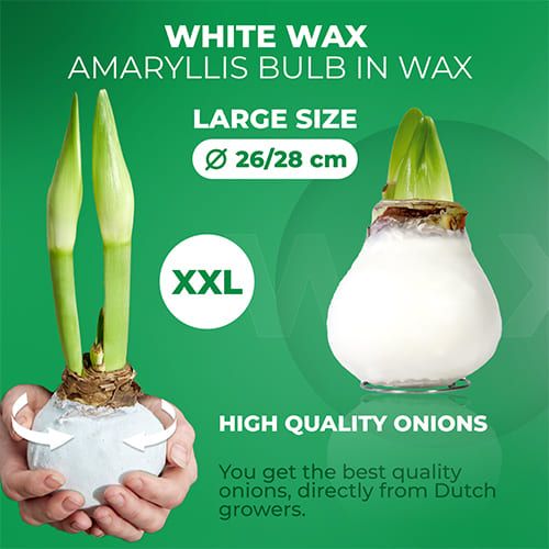 White Wax (2 pieces) Amaryllis Bulb in Wax collection Amarylia