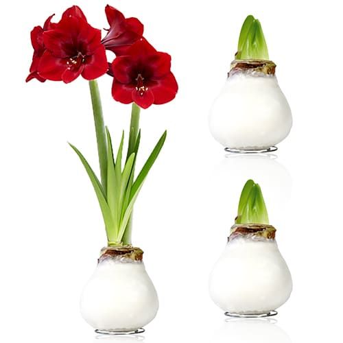 White Wax (2 pieces) Amaryllis Bulb in Wax collection Amarylia