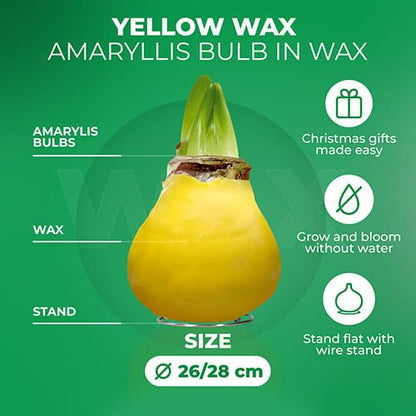 Yellow Wax (2 Pieces) Amaryllis Bulb Collection Amarylia