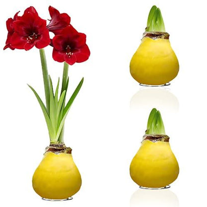 Yellow Wax (2 Pieces) Amaryllis Bulb Collection Amarylia