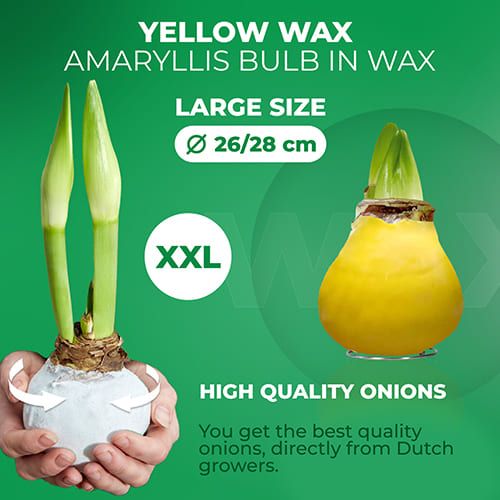 Yellow Wax (2 Pieces) Amaryllis Bulb Collection Amarylia