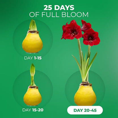 Yellow Wax (2 Pieces) Amaryllis Bulb Collection Amarylia