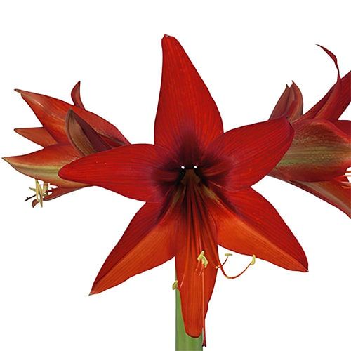 Amaryllis Autumn Valley