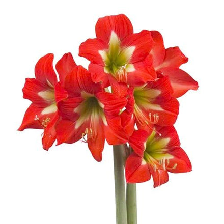 Amaryllis (Hippeastrum) Bright Spark