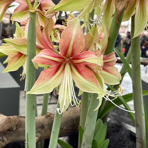 Amaryllis (Hippeastrum) Dance Valley - Amarylia