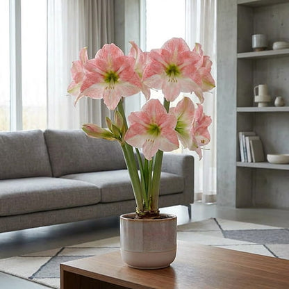 Amaryllis (Hippeastrum) Darling