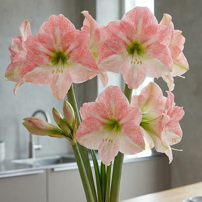 Amaryllis (Hippeastrum) Darling