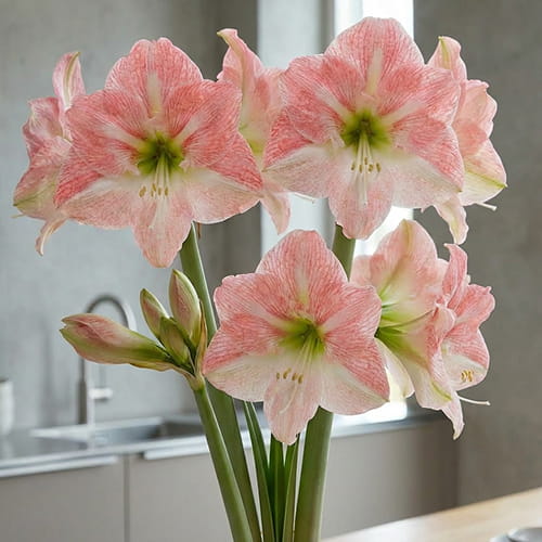 Amaryllis (Hippeastrum) Darling