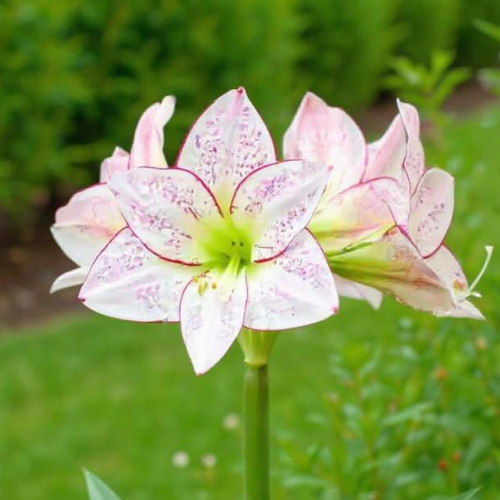 1000 Stars amaryllis (Hippeastrum) with single multicolour flowers