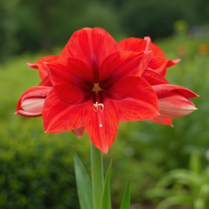 Amaryllis (Hippeastrum) Ayers Rock - Amarylia