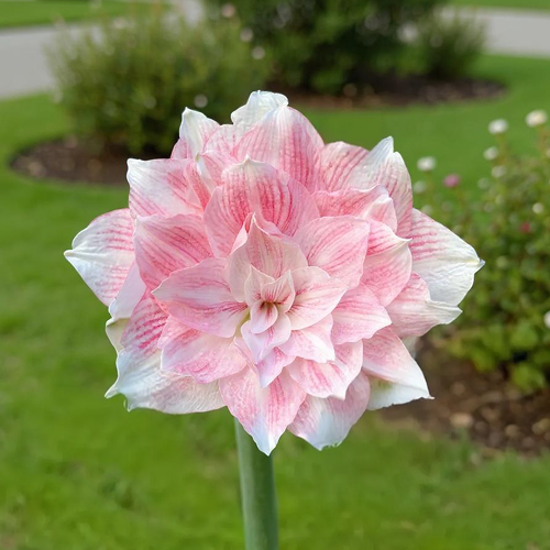 Amaryllis (Hippeastrum) Candy Belle - Amarylia