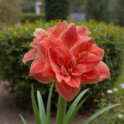 Amaryllis (Hippeastrum) Cherry Amadeus - Amarylia