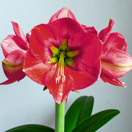 Amaryllis (Hippeastrum) Coral Flame - Amarylia