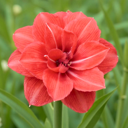 Amaryllis (Hippeastrum) Diva - Amarylia