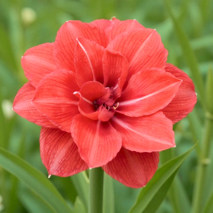 Amaryllis (Hippeastrum) Diva - Amarylia