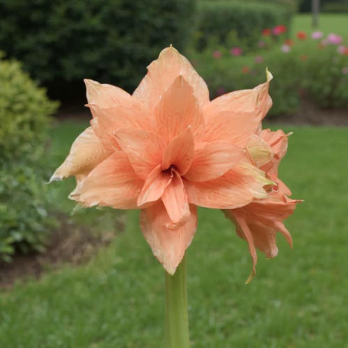 Amaryllis (Hippeastrum) Flamazing Majesty - Amarylia