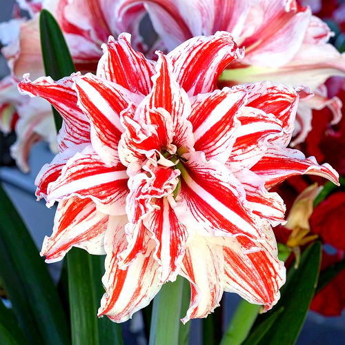 Amaryllis (Hippeastrum) Gestreept Double - Amarylia