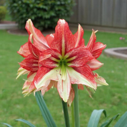 Amaryllis (Hippeastrum) Happy Valley - Amarylia