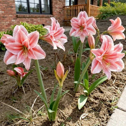 Amaryllis Hello Kitty