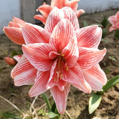 Amaryllis Hello Kitty