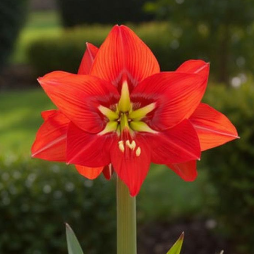 Amaryllis (Hippeastrum) Ibiza - Amarylia