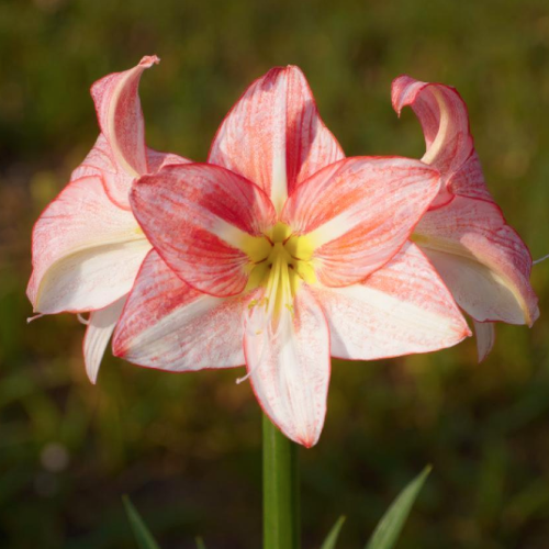 Amaryllis (Hippeastrum) Just Smile - Amarylia