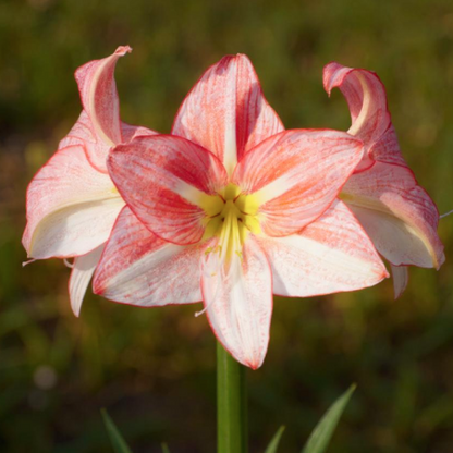 Amaryllis (Hippeastrum) Just Smile - Amarylia