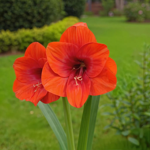 Amaryllis (Hippeastrum) Love Heart - Amarylia