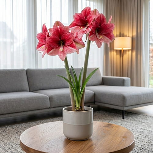 Amaryllis (Hippeastrum) Maestro
