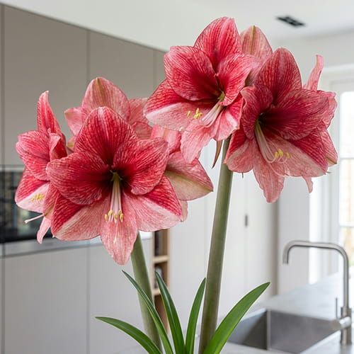 Amaryllis (Hippeastrum) Maestro