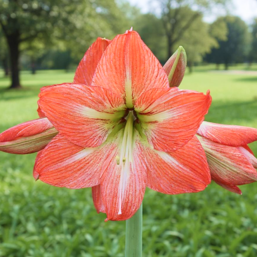 Amaryllis (Hippeastrum) Mango Charm - Amarylia